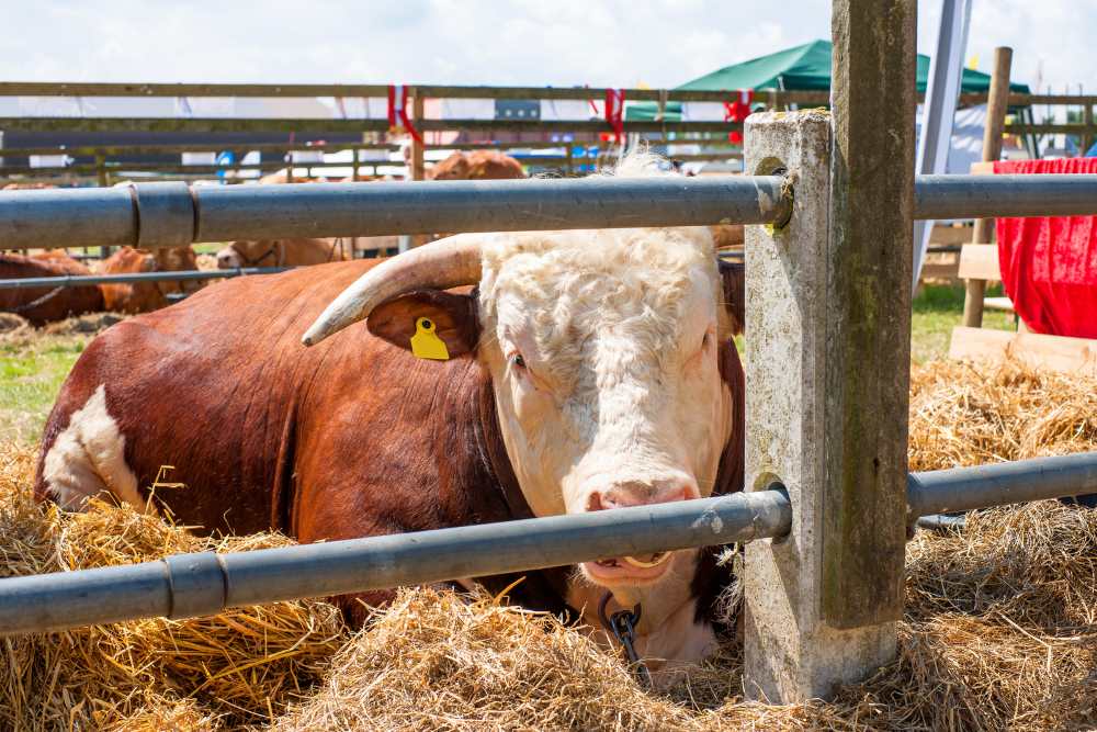 Fly Control in Bull Stables
